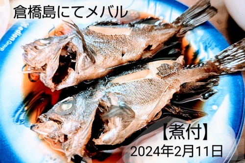 メバルの釣果