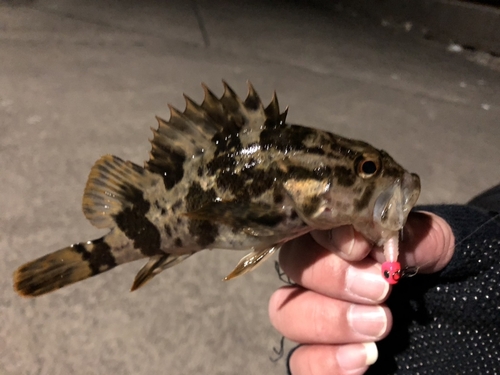 タケノコメバルの釣果