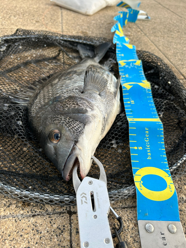 クロダイの釣果