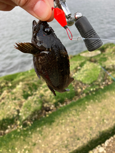 ムラソイの釣果