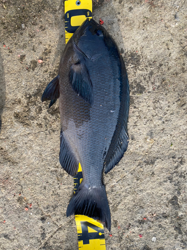 クチブトグレの釣果