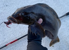 アイナメの釣果