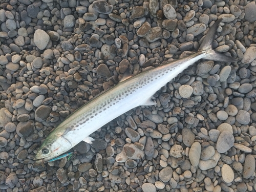 サゴシの釣果