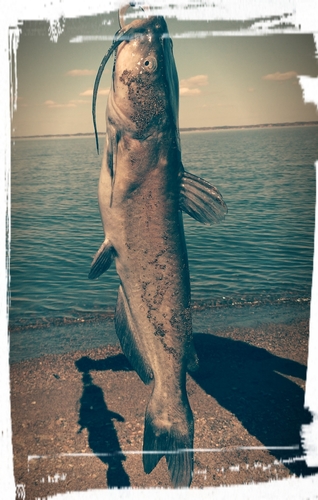 アメリカナマズの釣果