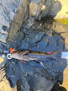 アイナメの釣果