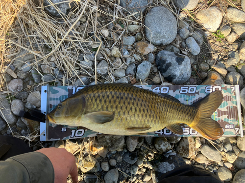 コイの釣果