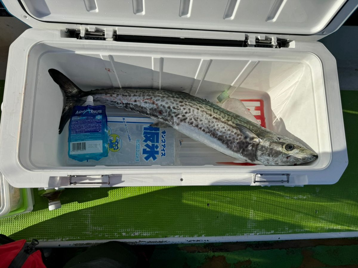 ぱらさんさんの釣果 2枚目の画像