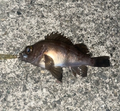 メバルの釣果
