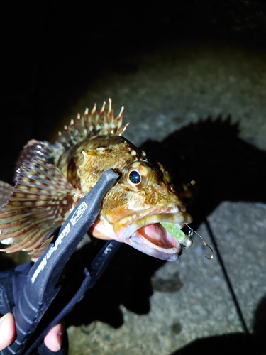 カマスの釣果