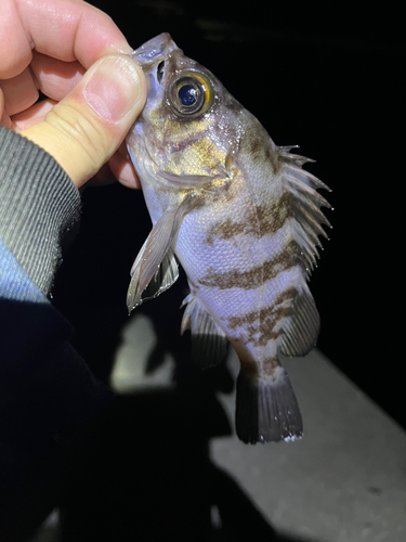 メバルの釣果