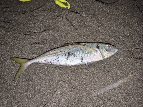 マアジの釣果