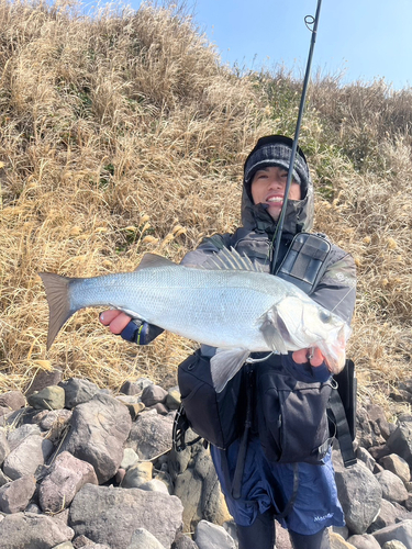 ヒラスズキの釣果