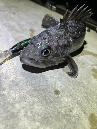 クロソイの釣果