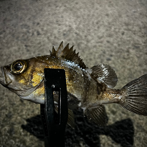 クロメバルの釣果