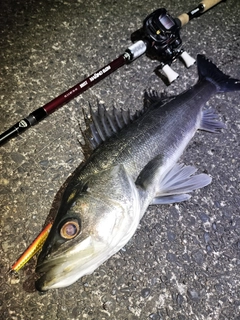 シーバスの釣果