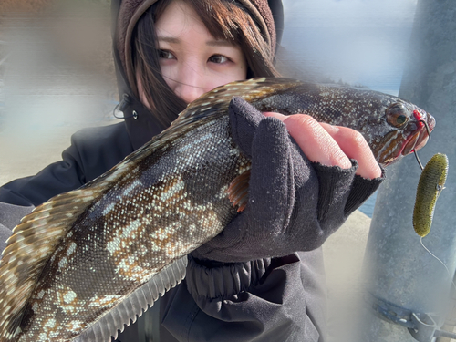 アイナメの釣果