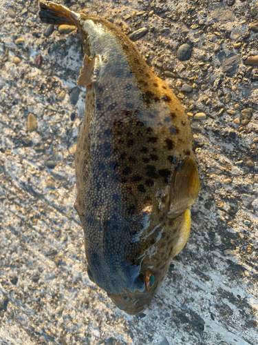 フグの釣果