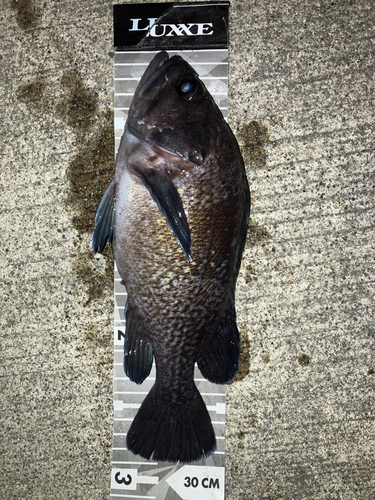 マゾイの釣果