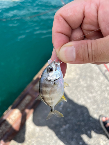 ロウニンアジの釣果