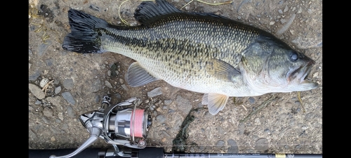 ラージマウスバスの釣果