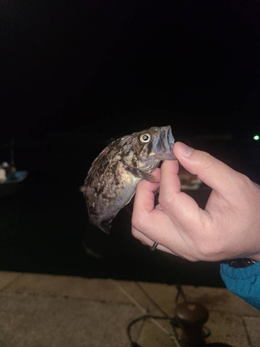 タケノコメバルの釣果