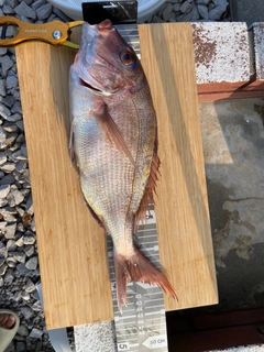 マダイの釣果