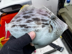 カワハギの釣果