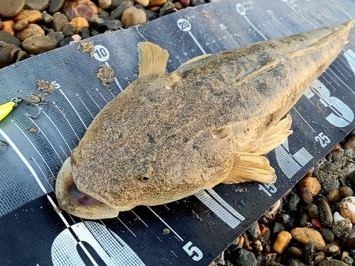 マゴチの釣果