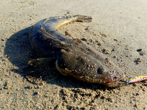 マゴチの釣果