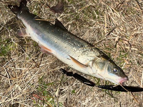 マルタウグイの釣果