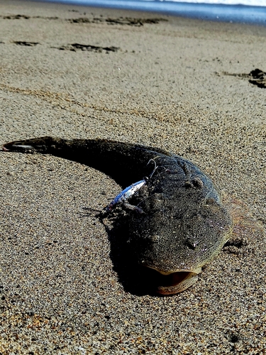 マゴチの釣果