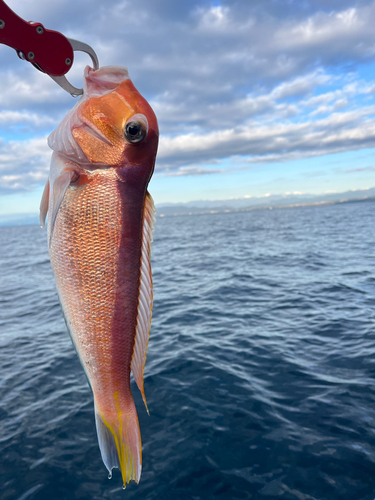 アマダイの釣果