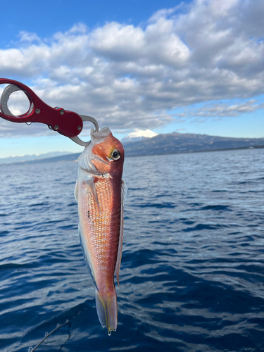 アマダイの釣果