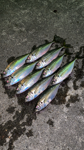 アジの釣果