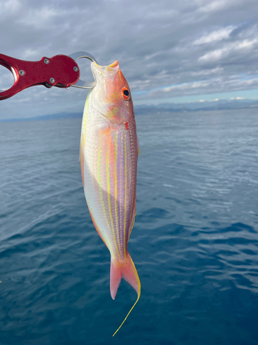 イトヨリダイの釣果