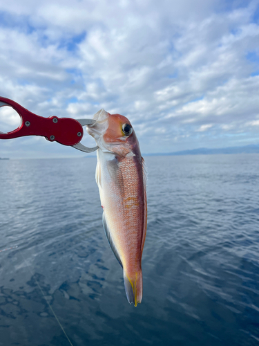 アマダイの釣果