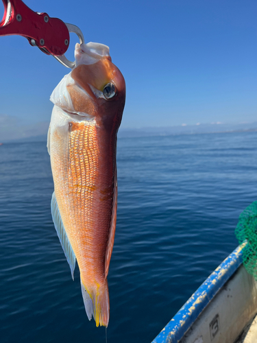 アマダイの釣果