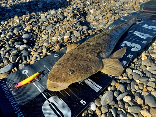 マゴチの釣果