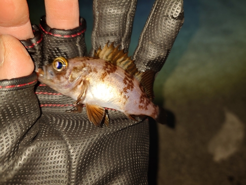 メバルの釣果