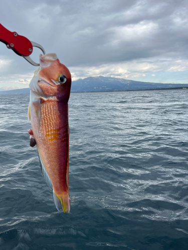 アマダイの釣果