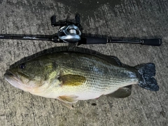 ラージマウスバスの釣果