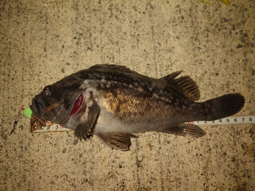 クロソイの釣果