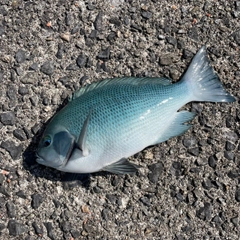 クチブトグレの釣果