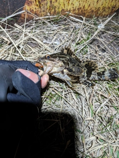 タケノコメバルの釣果