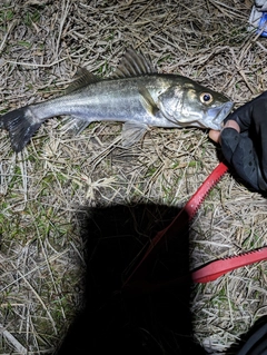 セイゴ（ヒラスズキ）の釣果