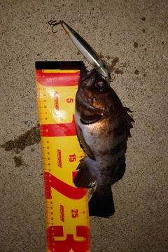 ソイの釣果