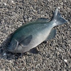 クチブトグレの釣果