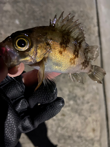 メバルの釣果