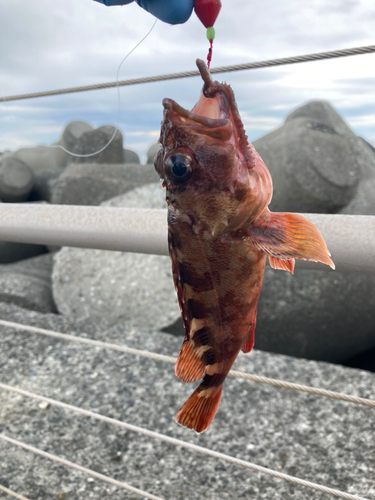 カサゴの釣果