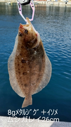 ムシガレイの釣果